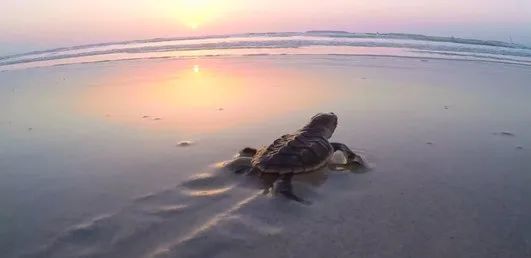 yp街机(中国)电子游戏官网