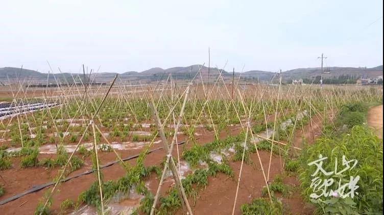 yp街机(中国)电子游戏官网